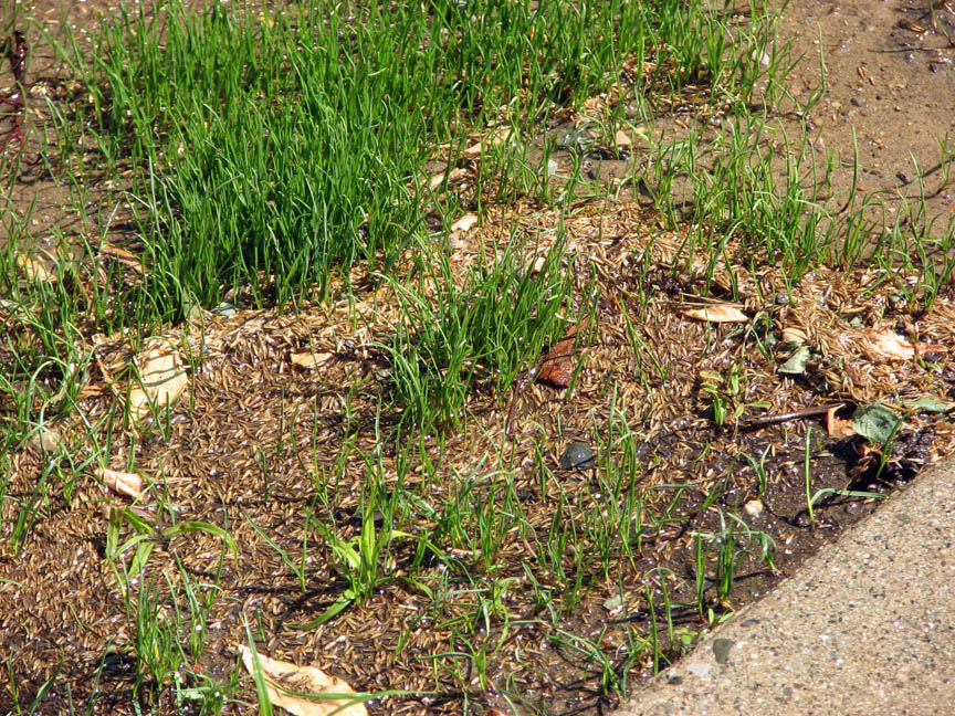 gal/2007/2007-06-07_-_Watch_the_Grass_Grow/IMG_3777.jpg